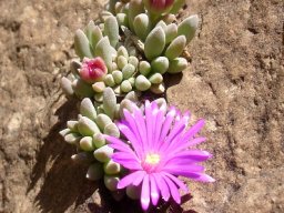 Delosperma obtusum enjoying its own company